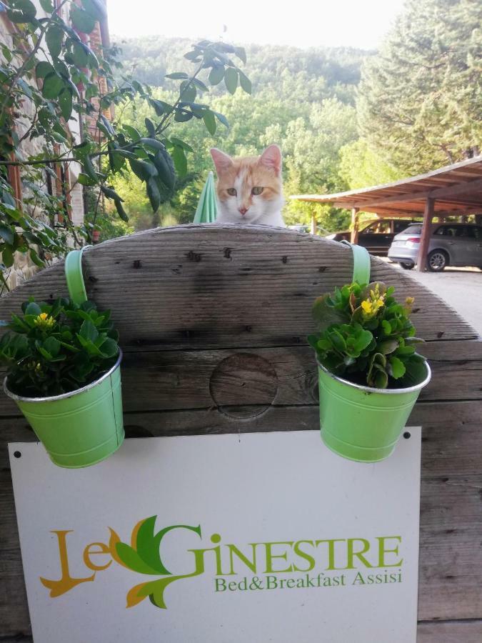 Le Ginestre Guesthouse Assisi Dış mekan fotoğraf